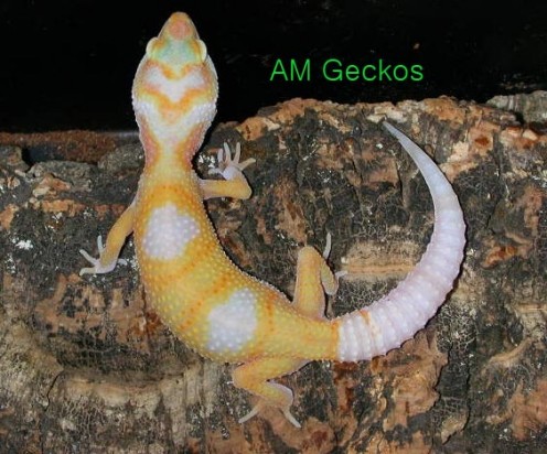 Tremper Enigma