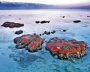 Living Stromatolites.  A living fossil formed by algae first seen in the fossil record as dating back 31/2 billion years.  Earth's oldest fossil and living creature(s)  scienceblogs.co.photo