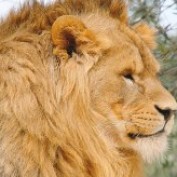 kingslaveofallah2 profile image