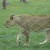 Lion at Lion Country Safari