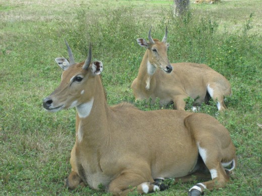 Nilgai - Largest of the Asian antelopes