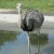 Rhea (South America) - 4th largest of all birds; males build the nest, incubate the eggs and raise the young!