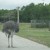 Ostrich - world's largest living bird (up to 8' in height); contents of one ostrich egg = 2 dozen chicken eggs!