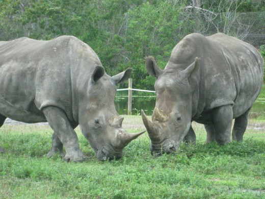 Southern White Rhinoceros weigh up to 2.5 tons