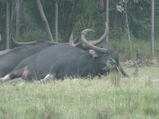 Asiatic Water Buffalo - up to 1.5 tons