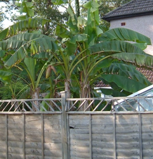 Bananas in a garden in Ely