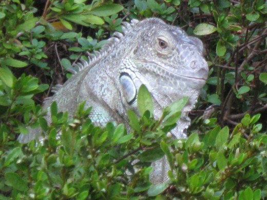 Iguana that did not belong in VA - I bet he spoke with a Southern accent - He measured 3 ft long, found him crawling in our garden this summer. Neighbors loved him.