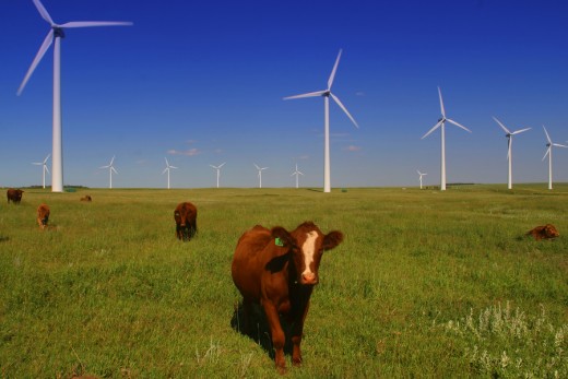 Beef and wind power -- southern Alberta