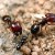 Ants Ants