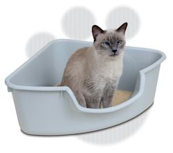 Photo courtesy of CatFancy Gifts