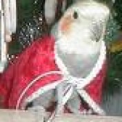 crisswhite profile image