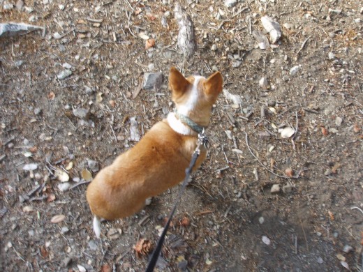 Afraid of becoming an old dog