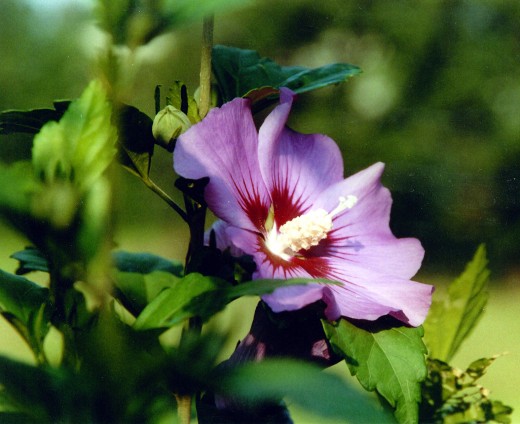 Rose Of Sharon from my garden