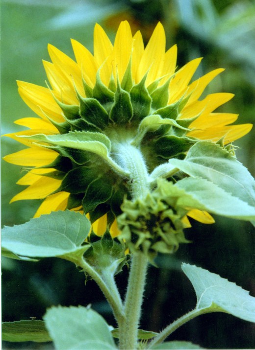  Sunflower from My garden. 