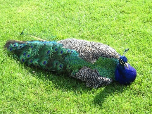 This is the picture I took of a peacock at the Scone Palace in Scotland Summer 2009