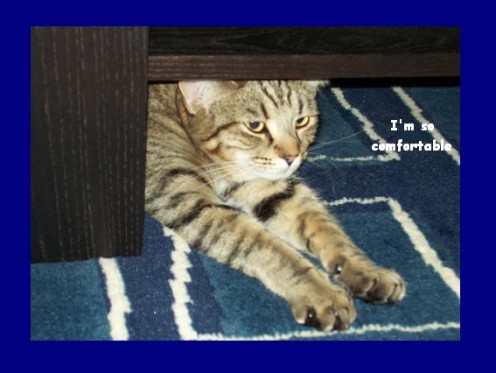 Freya likes to sleep underneath things...