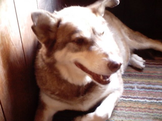 Picture of Lady dog from 2005.