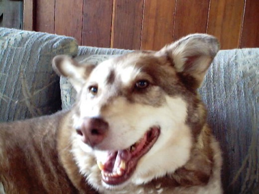 Picture of Lady dog from 2002.