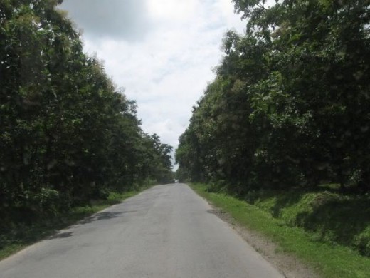 The road surrounded on either sides with evergreen jungles!