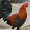 roosteri profile image