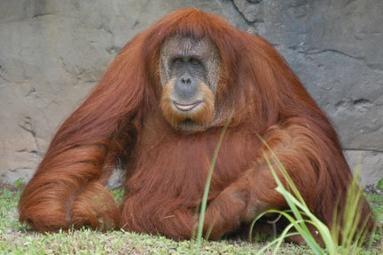 orangutan