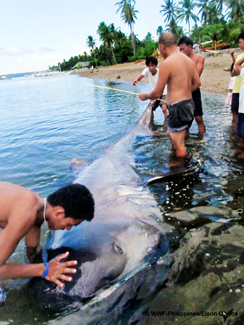 A Megamouth captured March 30 2009 by fishermen in Phillipine waters.  The 4m, 500kg specimen is the 41st Megamouth captured since discovery of the species. 