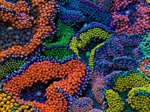 A sea of regular ricordeas.