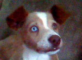 Blue eyed puppy.