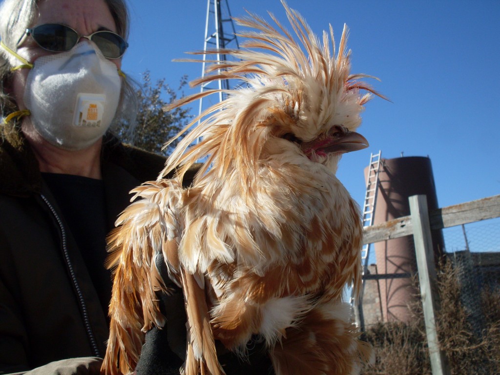 The Buff Laced Polish Rooster An Update on a Strange Chicken's Well
