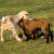 Baby goats play with each other. (Photo by Irum Shahid) Baby goats play with each other. (Photo by Irum Shahid)