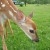This little fawn was found abandoned. (Photo by Carol Giffen) This little fawn was found abandoned. (Photo by Carol Giffen)
