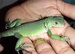 Here is a Green Iguana baby. Yes they are really cute at that age but keep in mind that when full grown your Iguana will be 4-6 feet long and will require two people to handle at that size. Are you sure you want a pet Iguana when it grows up. 