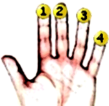 Left hand finger numbers