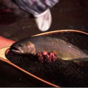 Fisher_One profile image