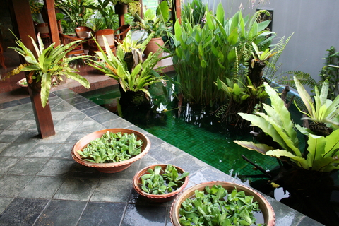 Beautiful Tropical Plants