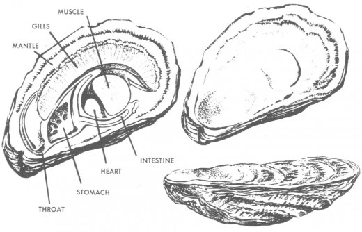 Parts of the Oyster.