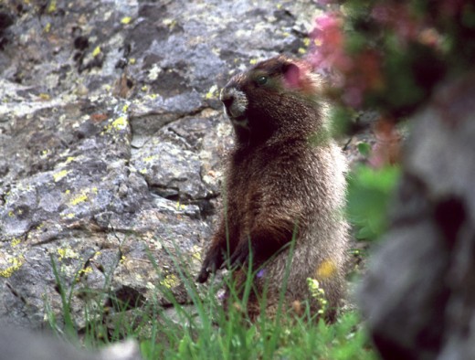 A marmot sits up to check us out along the trail.