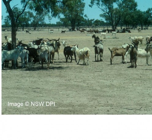 Feral Goats near Bourke