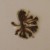Human Parasites: Liver Fluke Testes Human Parasites: Liver Fluke Testes