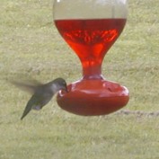 Yourbirdfeeder profile image