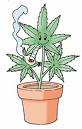 pot plant