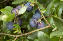 Growing Blueberries In Your Garden