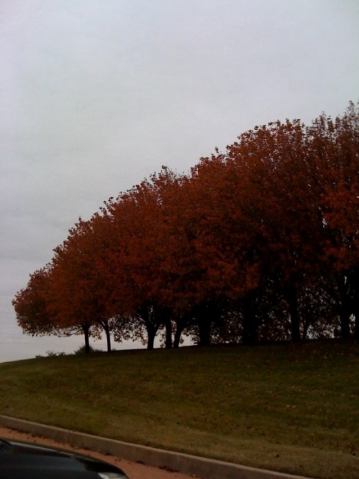 A large group of colorful Fall trees accenting an office area.