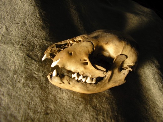 This is a raccoon skull the author and his daughter saved from the Chicago river several years ago.  Photo Credit: Ben Zoltak all rights reserved Professor, contact Ben if you'd like to use his art commercially, buy him lunch.