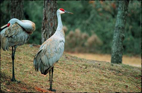 Sandhill Crane