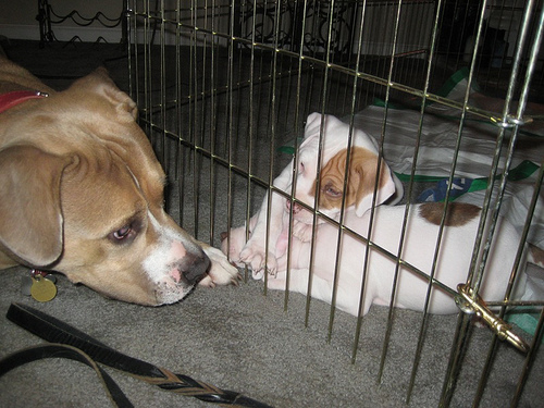 Mom Watching Over Her Puppies in Their Pen ~ Flickr image by NetDiva ~