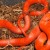 Here is a beautiful Blood Red Corn Snake