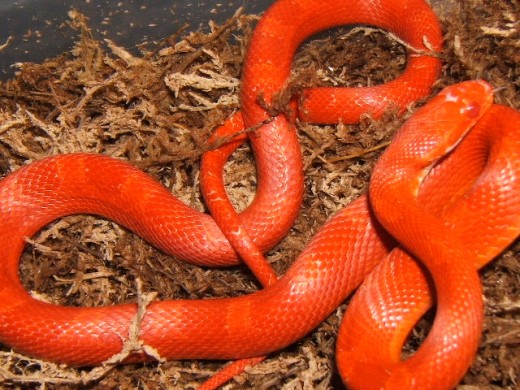 Here is a beautiful Blood Red Corn Snake