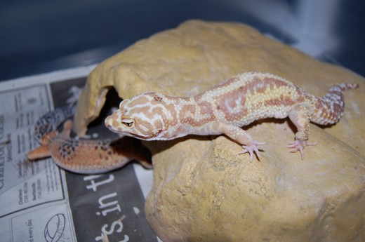 Albino Leopard Gecko