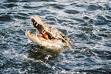 A Caiman eating a Red Piranha    photo be st-andrews.ac.uk